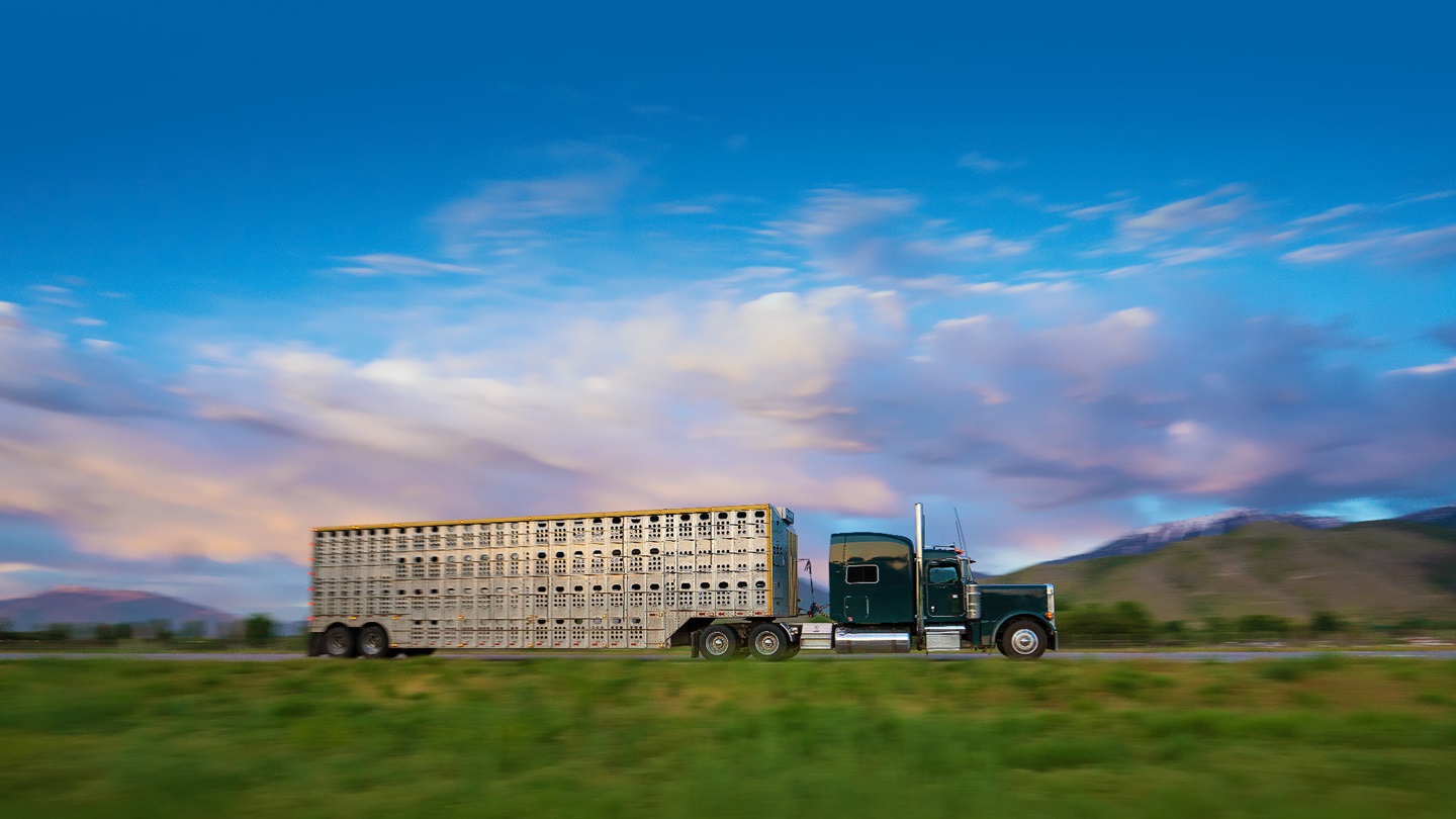 Catttle hauler on the road