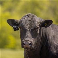 A profile show of an Angus bull in a green pasture.