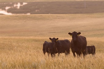 A group of Angus cows standing in a sandhill pasture.