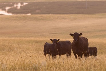 A group of Angus cows standing in a sandhill pasture.