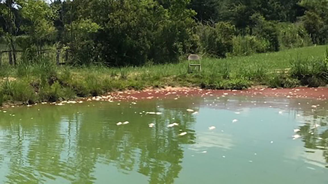 Harmful cyanobacteria blooms can appear in many colors, including green, blue, red and more. While the appearance of a bloom can be varied, a tell-tale sign is the presence of dead aquatic life. [Brittany Chesser/Texas A&M AgriLife.]
