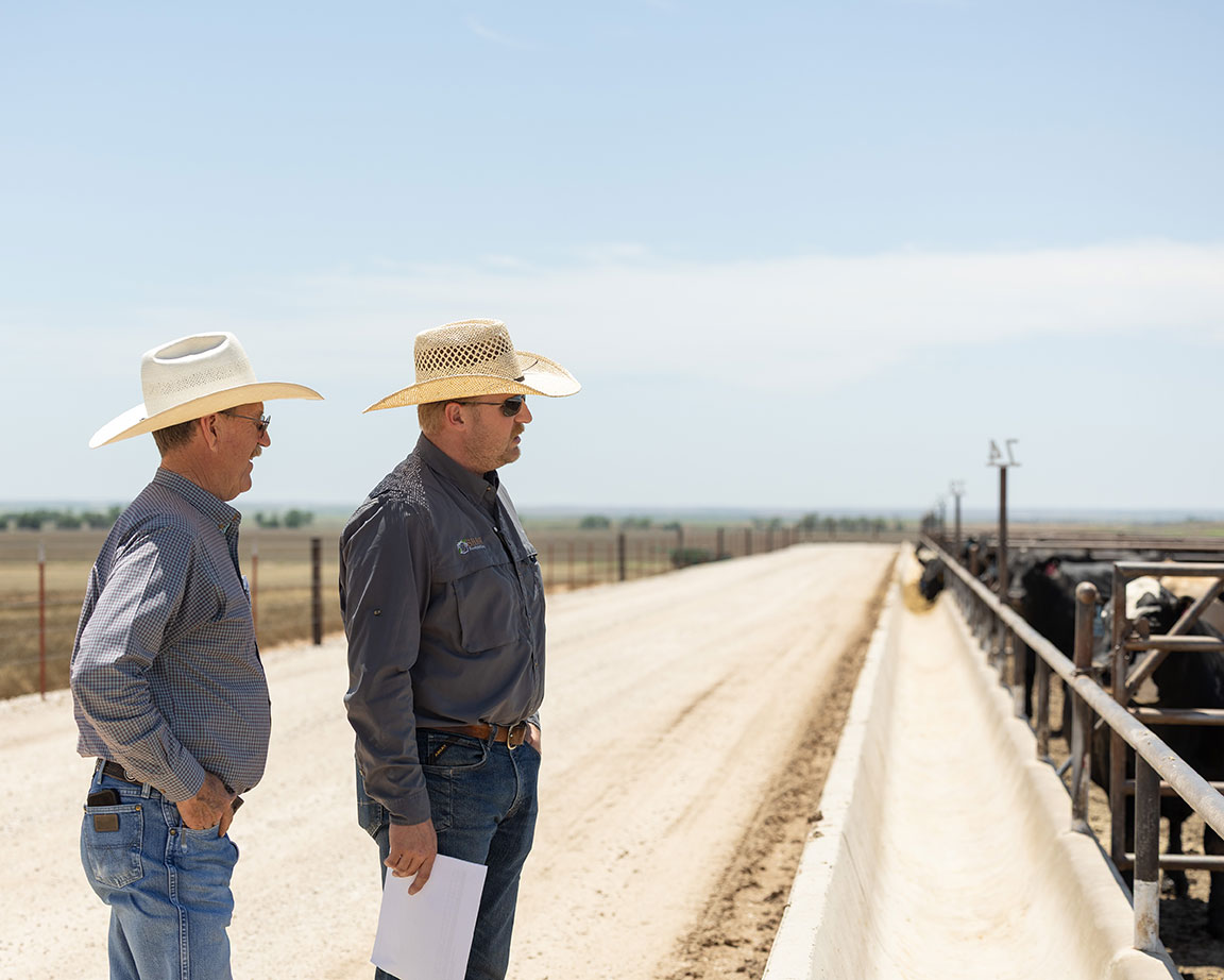 two men looking at cattle
