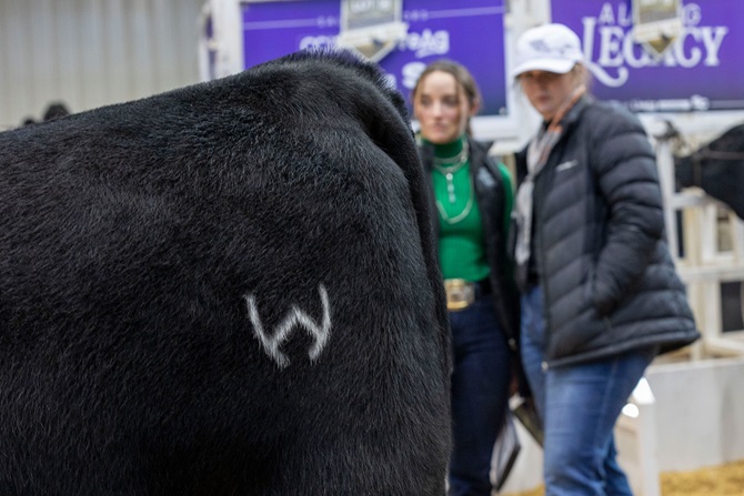 Onlookers and potential buyers examine Wilks Rita on display at Cattlemen's Congress as part of the 2026 Angus Foundation Heifer Package sale.