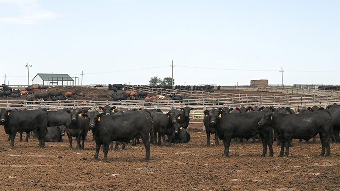 feedlot shot