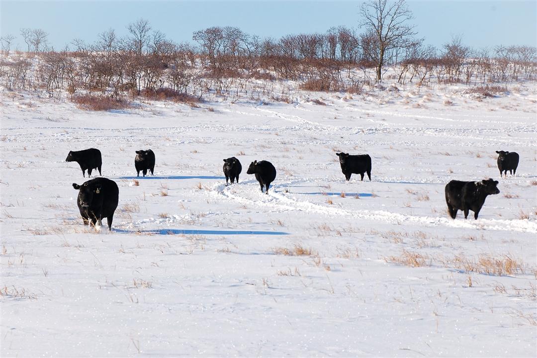 A group of Angus cattle walking through a snowy pasture.