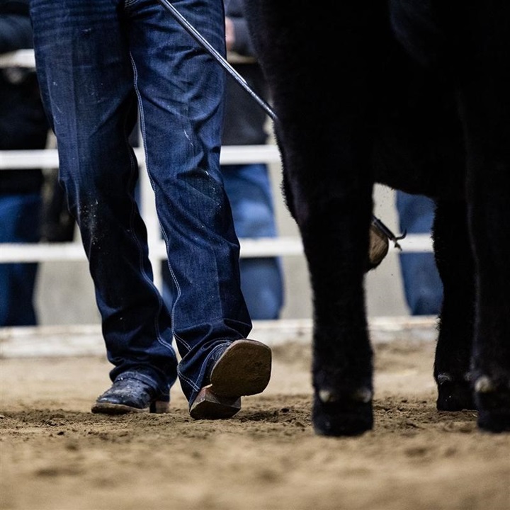 A close up of a showmen setting up their animal's feet with their show stick.