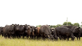 A group of Angus cattle stand in the pasture awaiting feed.