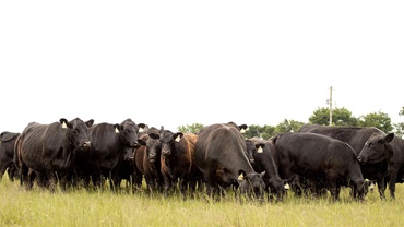 A group of Angus cattle stand in the pasture awaiting feed.