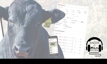 Bulls and sale sheet.