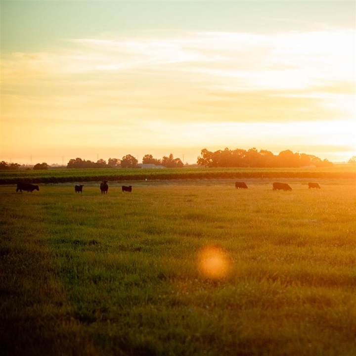 A sunset picture of Angus cows in a pasture.