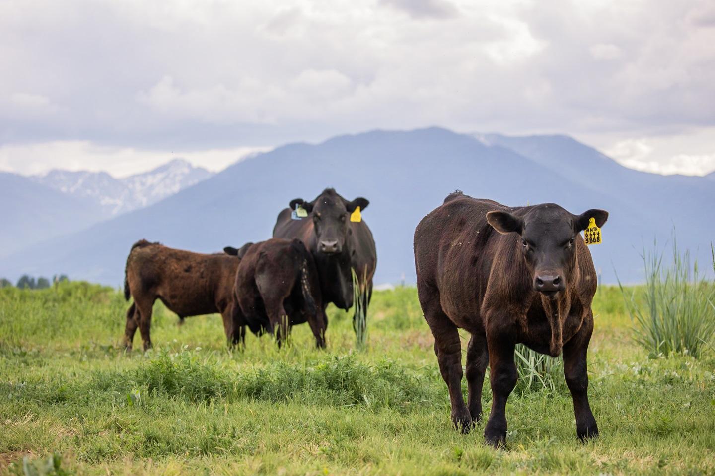 Mountain pasture