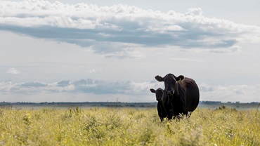 A black Angus cow and calf stand in a western states green pasture underneath the big sky.