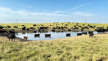 Dewitz manages 1,500 Angus-based cows all bred in multi-bull pastures. Keeping his genetic objectives and outcomes consistent can be a challenge without DNA.
