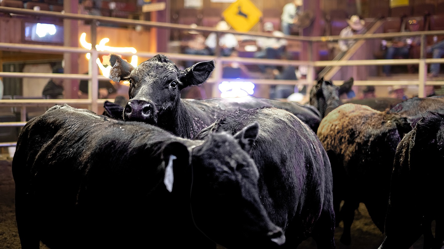 Cattle in sale barn
