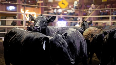 Cattle in sale barn