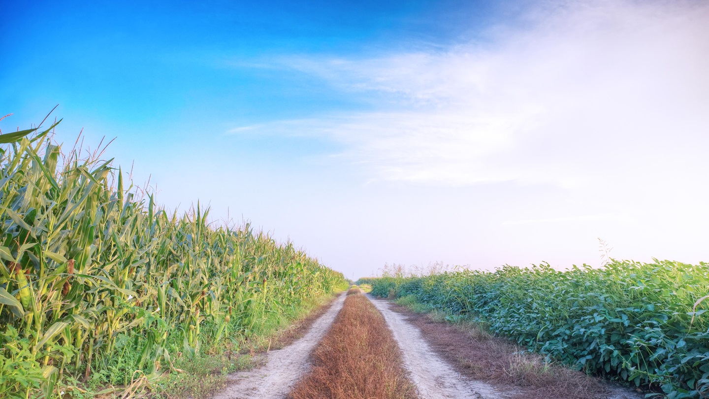 A field of corn and soybeans side-by-side.