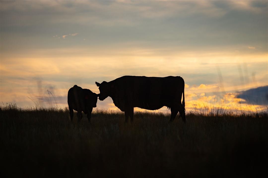 A mother cow and calf together in a pasture at sunset.