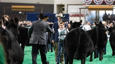A young man exhibiting an Angus heifer being selected as a winner by the judge at NAILE 2023.