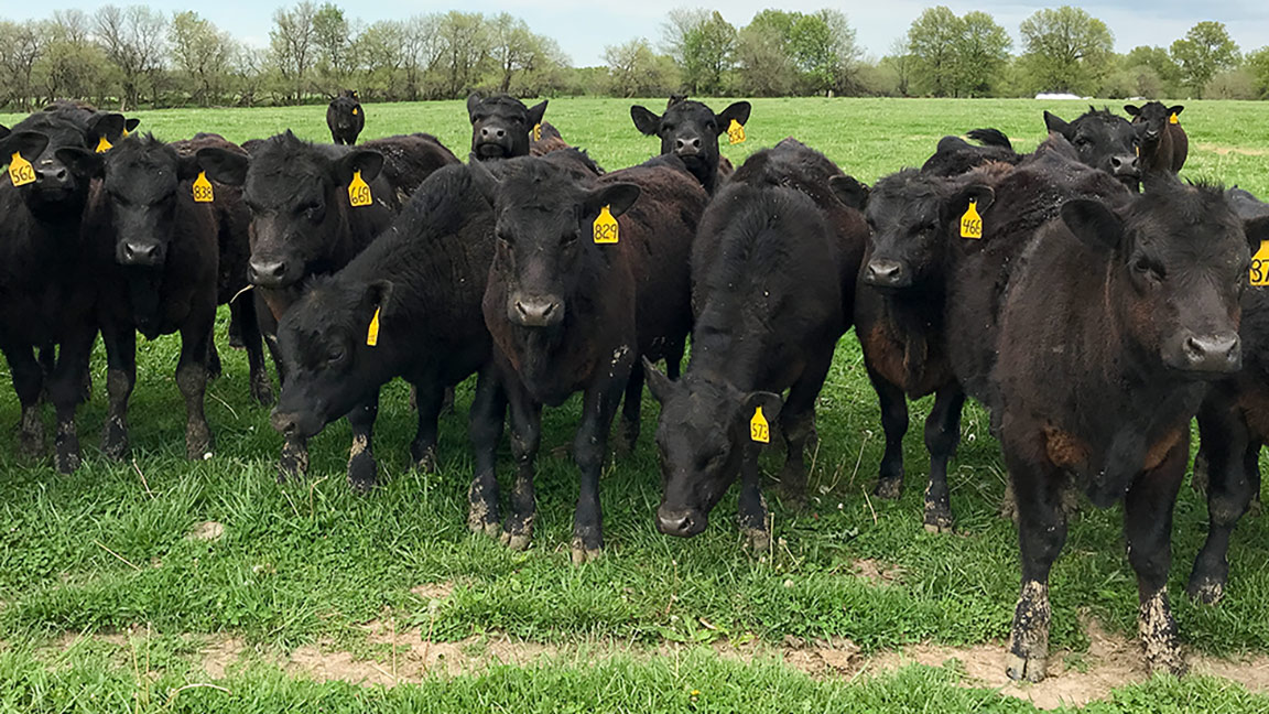 Replacements heifers