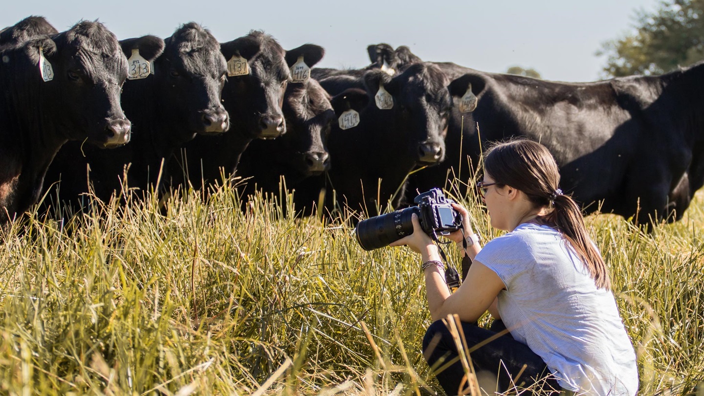 cattlephotography16x9