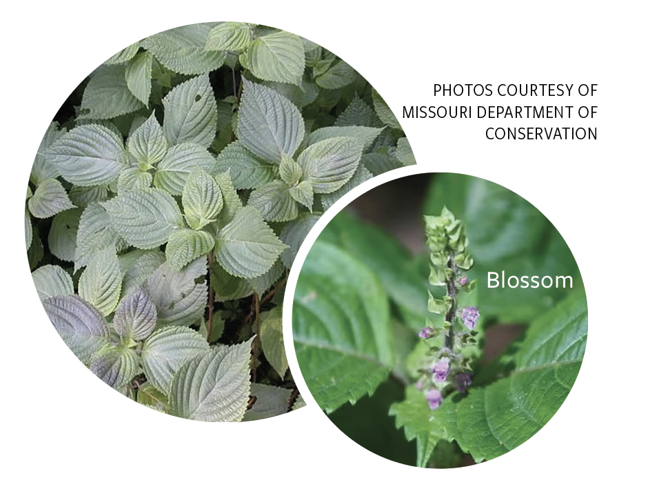 Perilla mint