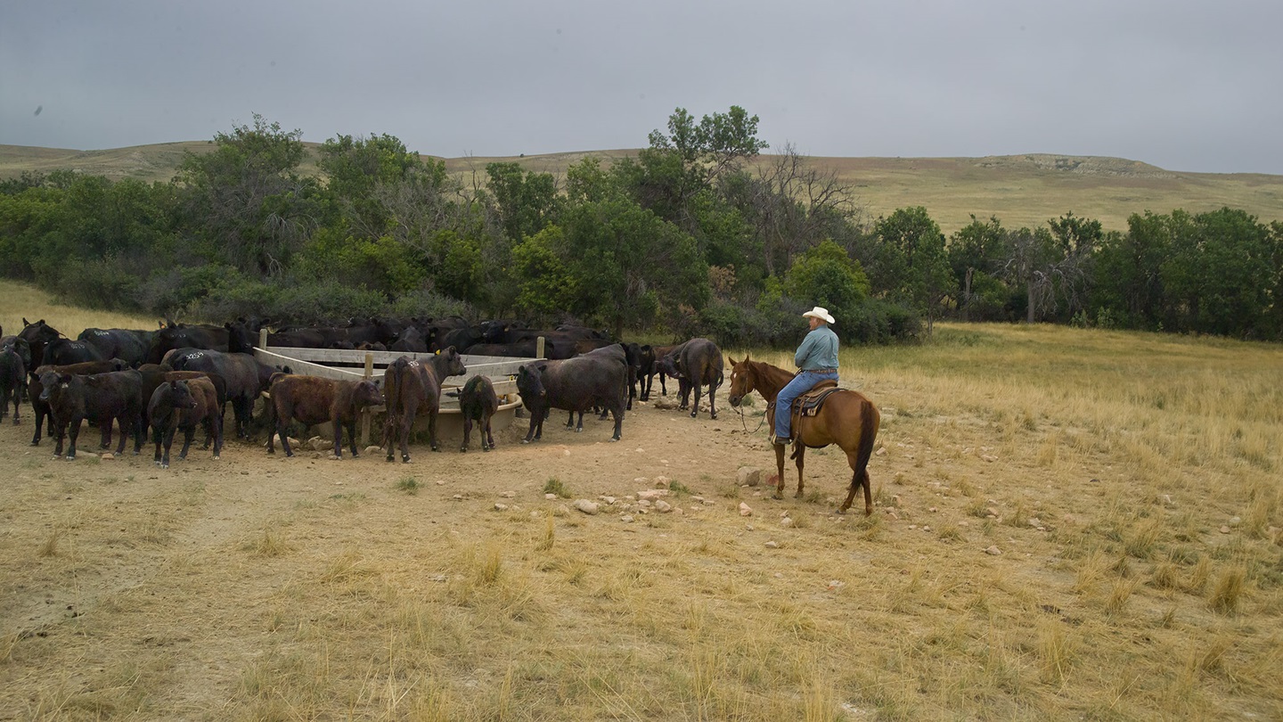 tending to cattle