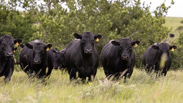 A herd of Angus bulls stand in a green pasture with trees.
