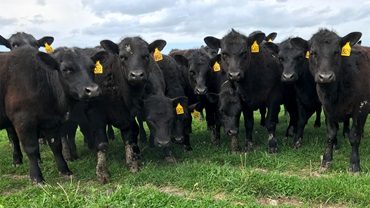 heifers on pasture