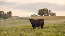 A powerful Angus female stands in a field covered in a light layer of fog.