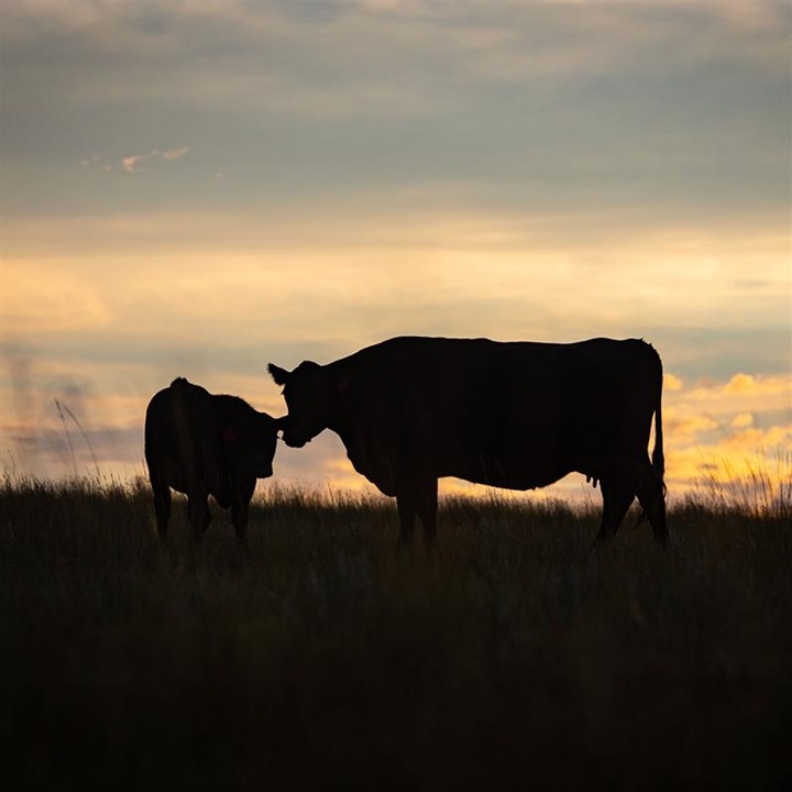 A mother cow and calf together in a pasture at sunset.