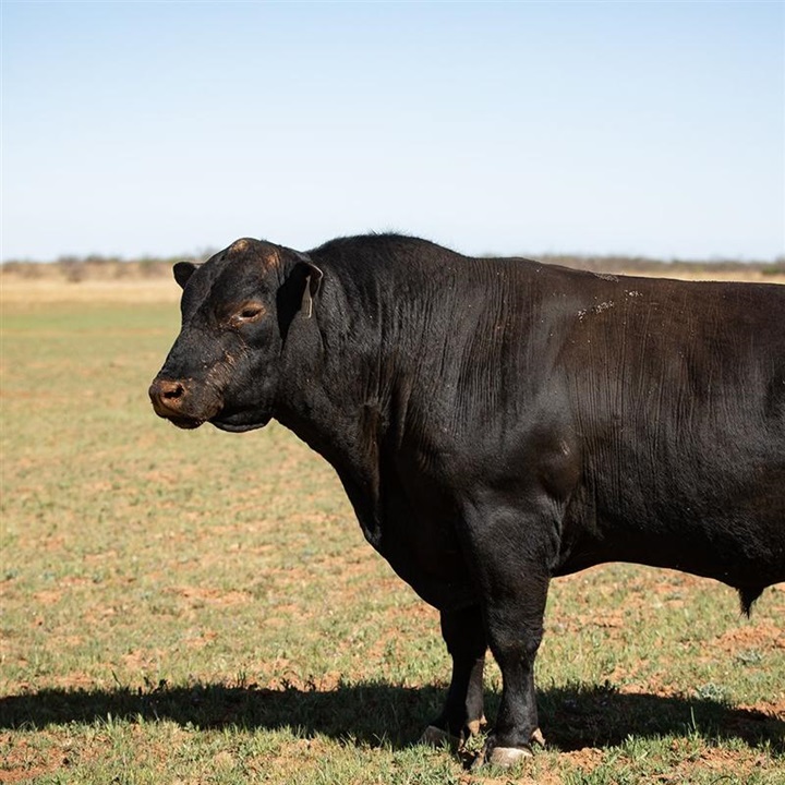 Black Angus bull standing tall in a ranch pasture.