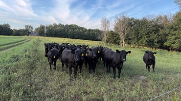 replacement heifers
