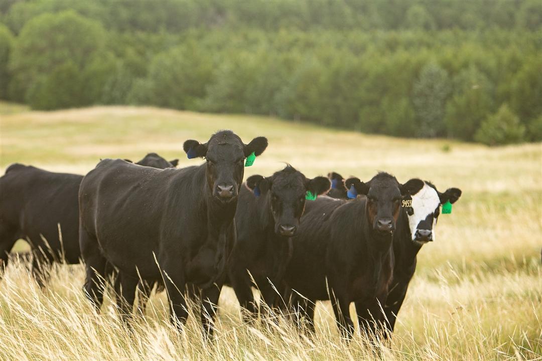 A group of crossbred Angus cattle gathered up in a tall pasture of native grasses with a tree line in the background.