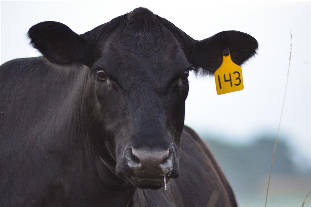 A powerful Angus cow with a yellow ear tag facing forward, showing the camera her face.