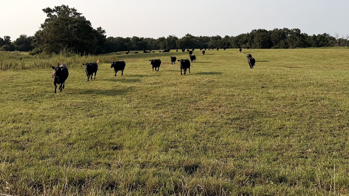 cattle on fescue