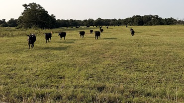cattle on fescue