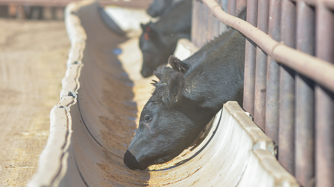 cattle eating out of a bunk