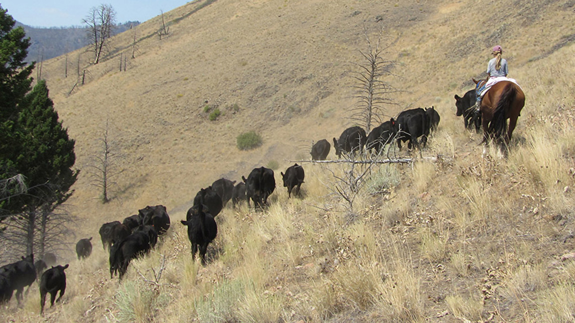 cattle on hillside