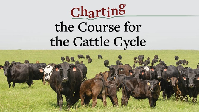 Charting the Course for the Cattle Cycle