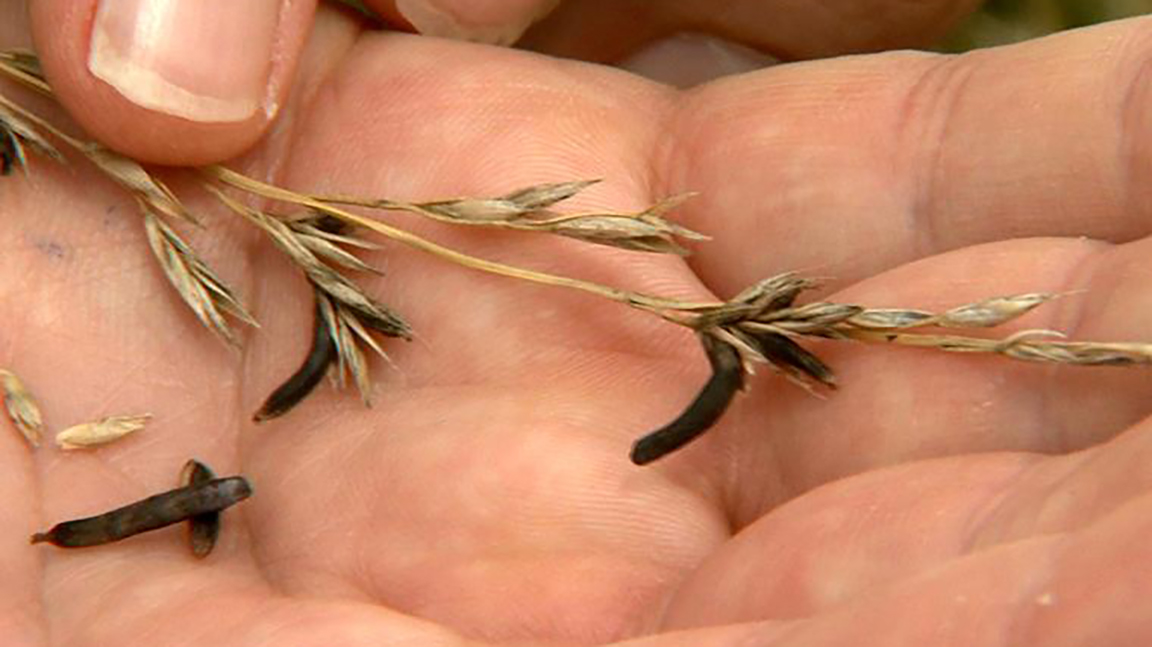 Ergot bodies on seed heads look like mouse droppings. [Photo by MU Extension.]