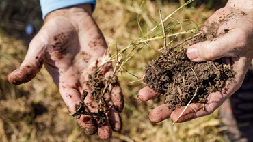 pasture regeneration