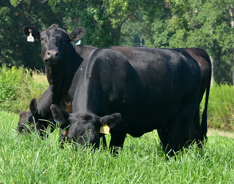 cows on pasture