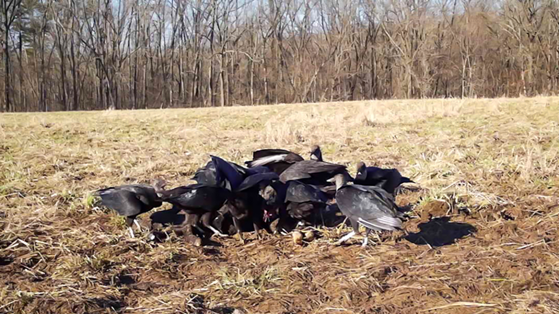 cientists discovered aggression is only one of many ways black and turkey vultures compete for food. [Photo by Purdue University.]