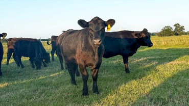 heifers in a field