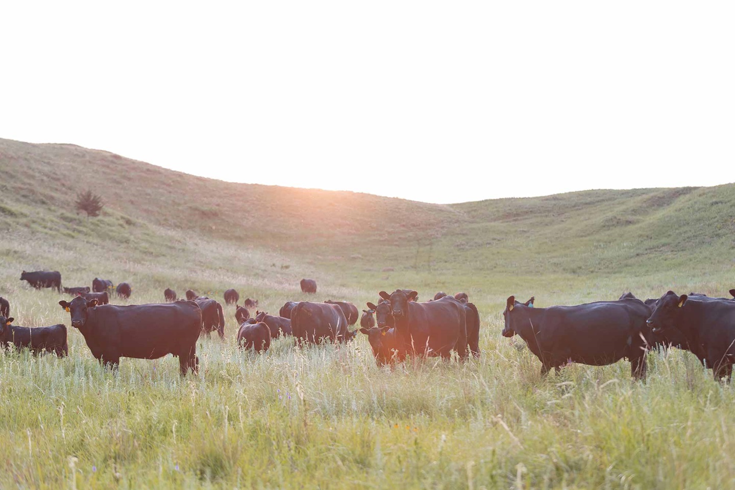 Angus cattle in a field