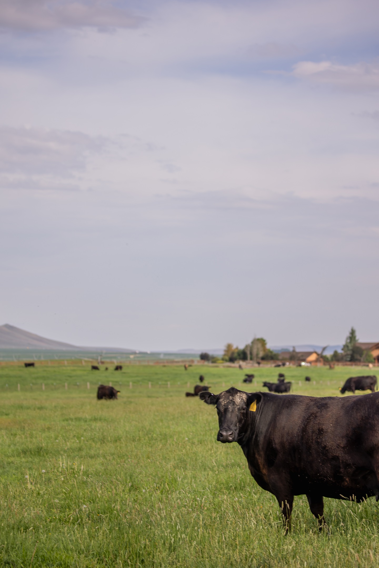 Cow with herd in the background