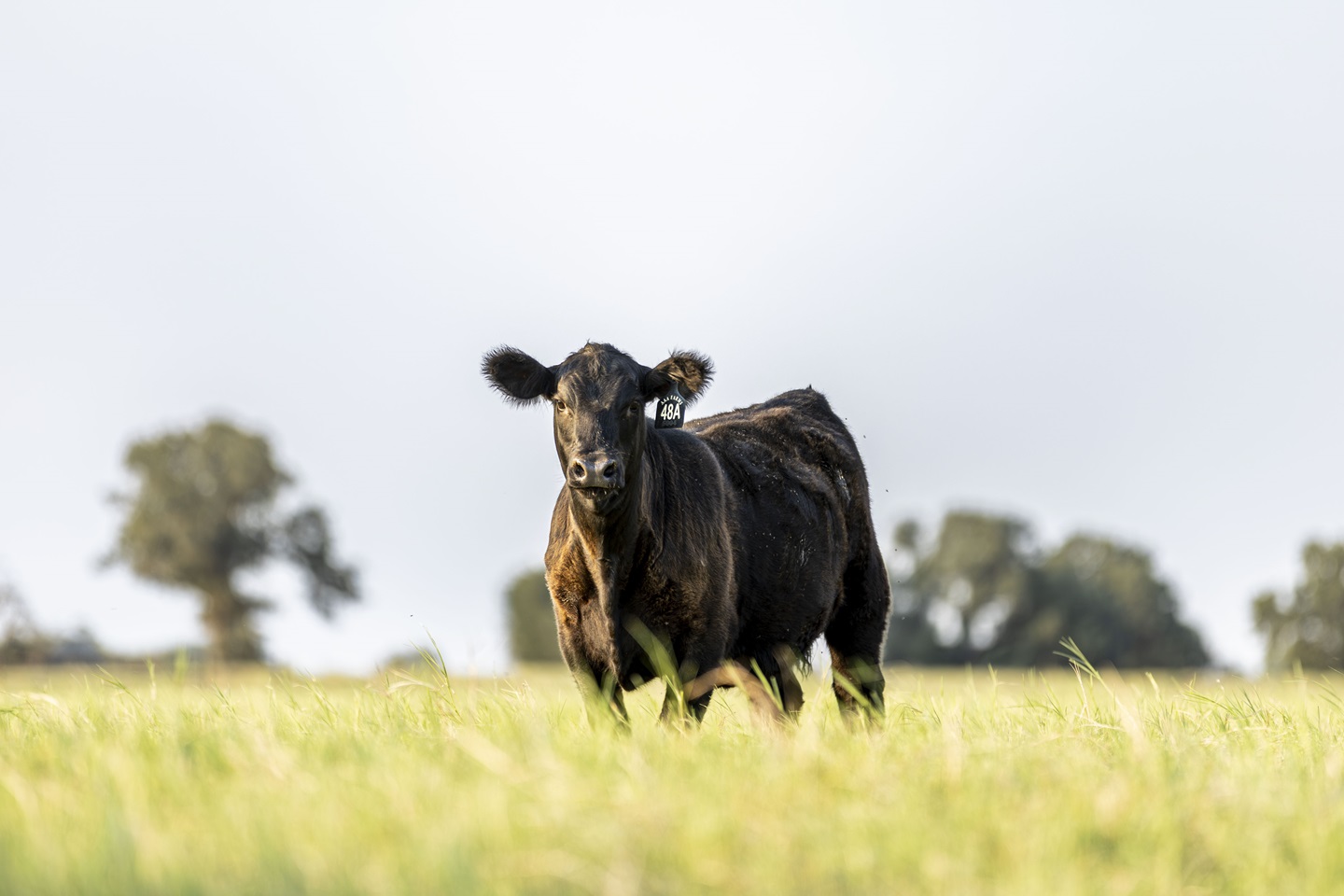 Pasture Presence - Angus animal in the pasture