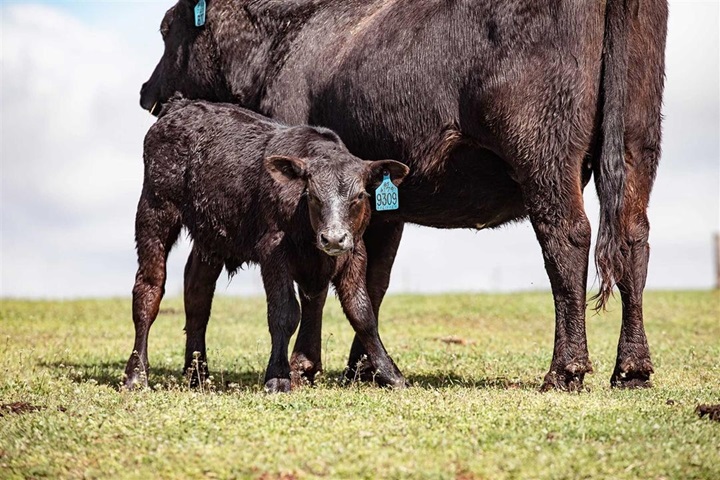 A black Angus calf getting ready to nurse it's mother.