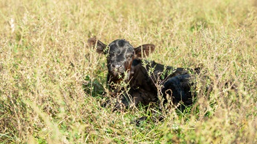 calf in the grass