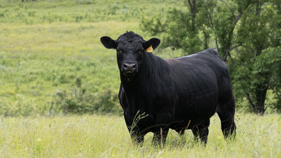 A strong Angus bull stands alone in a green pasture in Kansas.